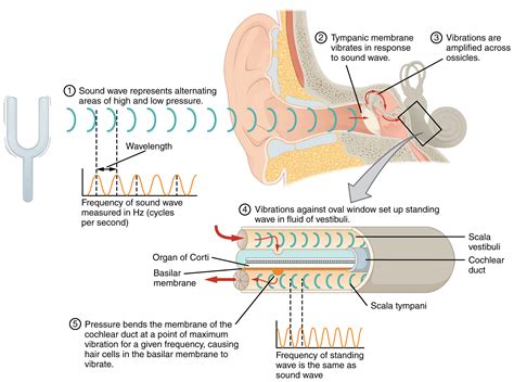 Why Do I Hear Music in My Head: An Exploration of Inner Sounds